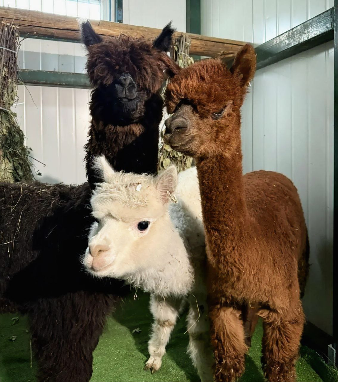 В зоосаде Приамурский в Хабаровском крае впервые появились альпаки Животные прибыли из Чили преодолев долгий путь Новые жители это две девочки и один мальчик разного окраса угольно черного нежно коричневого и ослепительно белого Сейчас животные находятся на месячном карантине а зимой будут содержаться в специальном теплом помещении Посетители смогут увидеть альпак весной Фото зоосад Приамурский   AmurMedia Прислать новость