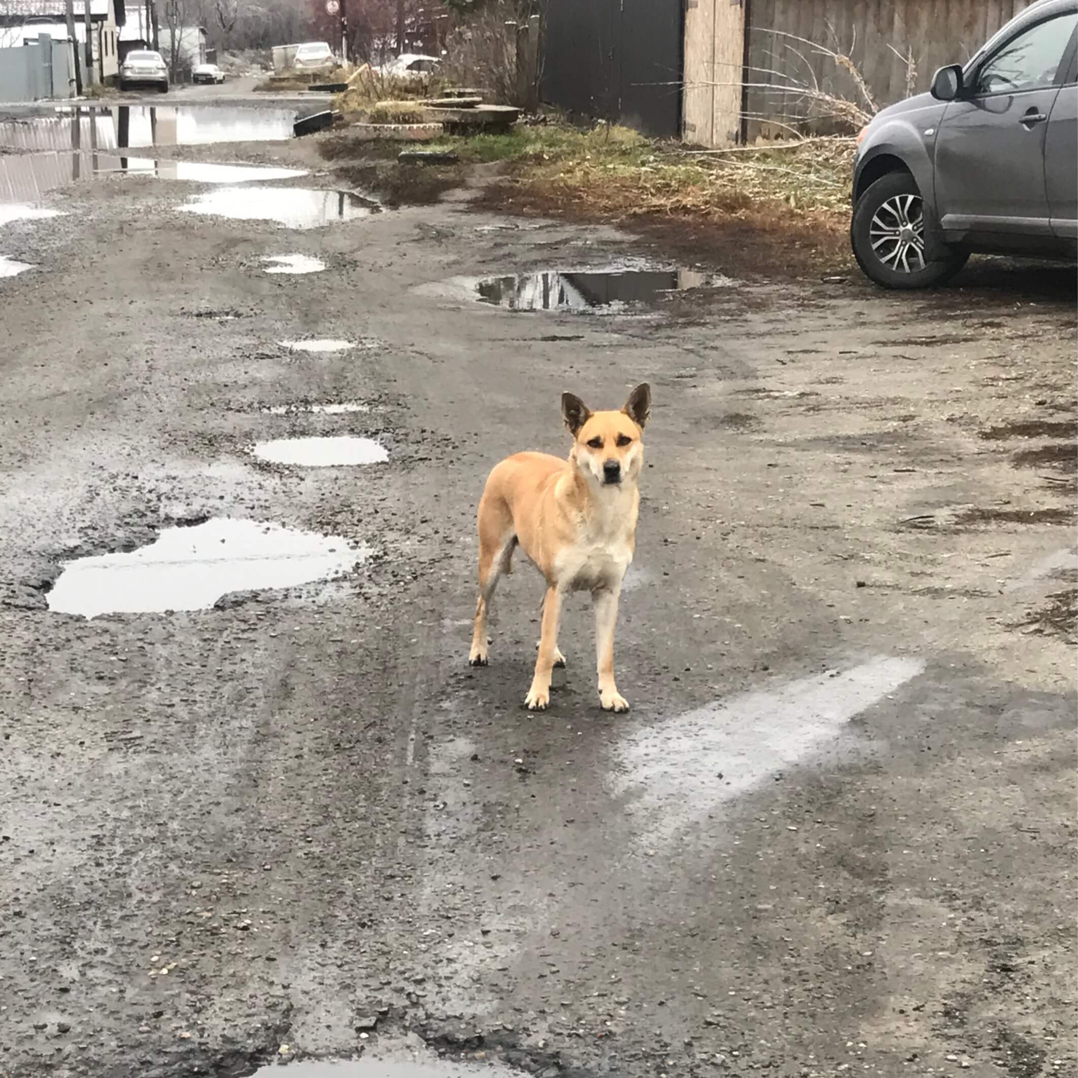100 тысяч животных ежегодно становятся бездомными в конце дачного сезона Об этом сообщает ТАСС со ссылкой на первого зампреда комитета Госдумы по экологии природным ресурсам и охране окружающей среды Владимира Бурматова У нас порядка 100 тысяч животных бездомных появляется ежегодно на территориях именно садовых товариществ Циничная абсолютно история потому что люди в сентябре начале октября выбрасывают тех кого они взяли в апреле мае Полгода собачка пожила там от нее избавились Все наигрался ребенок говорит политик