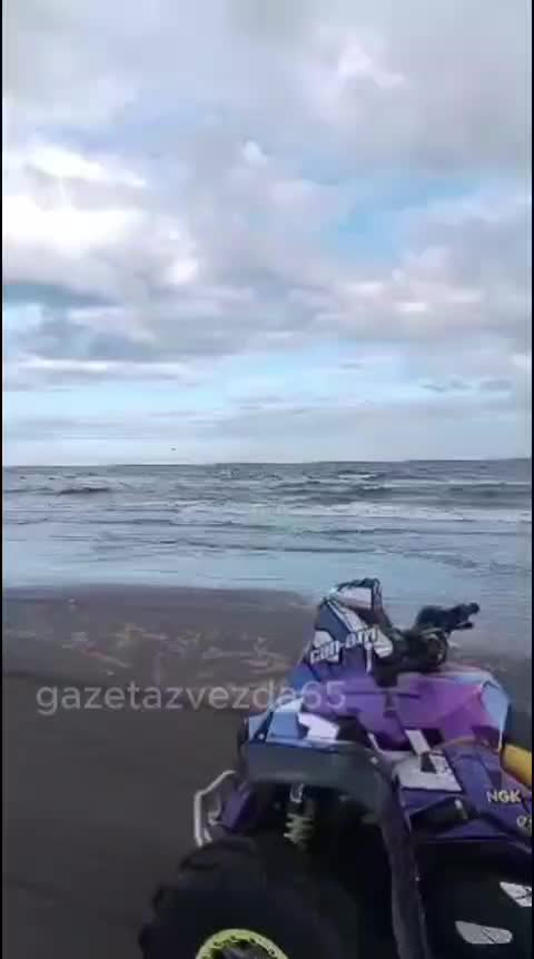 Стая дельфинов замечена у берегов Сахалина