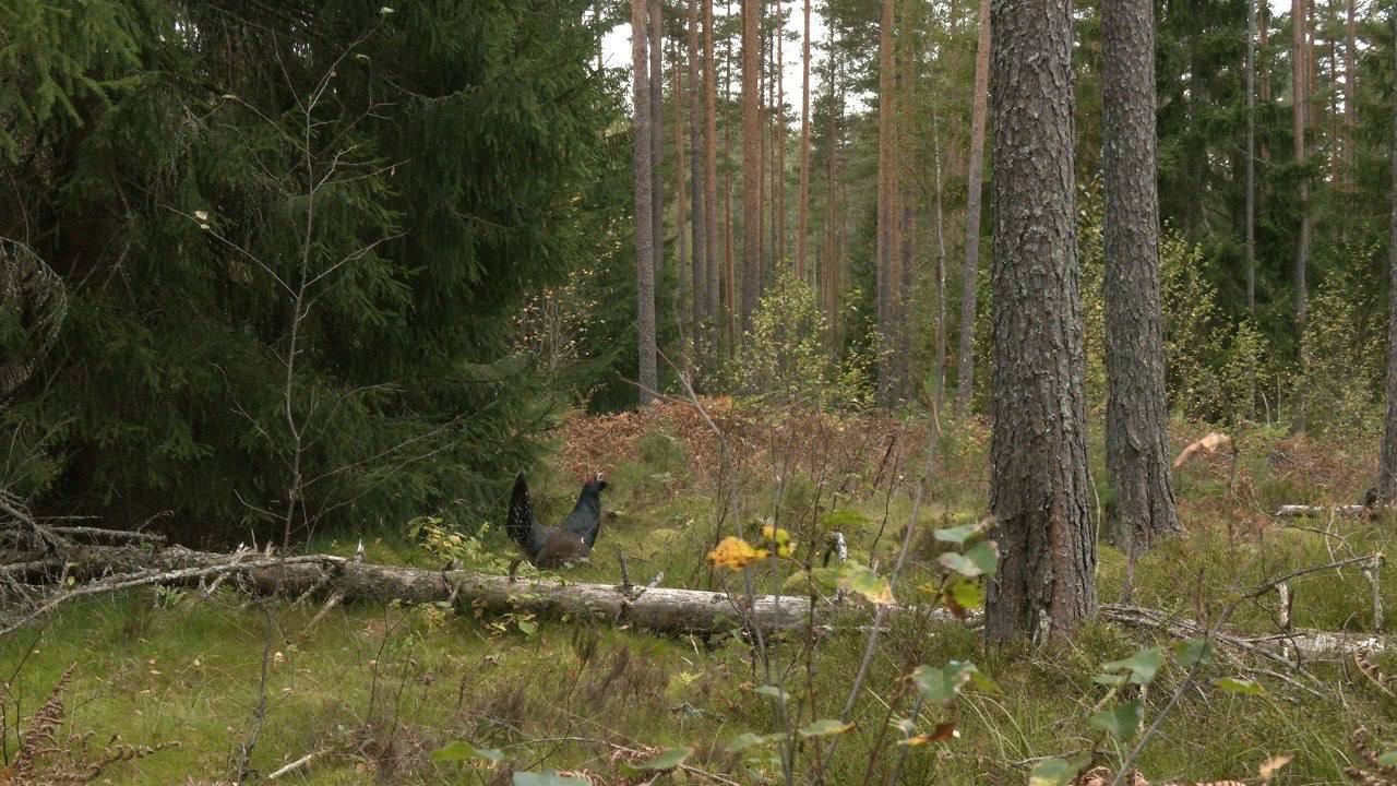 Глухарь-драчун напал на биолога в лесу Ленобласти  Биолог Павел Глазков сообщил, что второй раз встречает в природе птицу с необычно смелым поведением в Приозерском районе Ленинградской области.  Он также рассказал, что глухаря-драчуна встречал весной в 2018 и 2022 годах, и вот теперь удалось увидеть его и осенью.  Специалист отмечает, что такое бесстрашное и даже агрессивное поведение глухаря — очень редкое явление в природе, а причины такого поведения птицы ученые пока объяснить не могут.   Фото: Павел Глазков Вечерний Санкт-Петербург