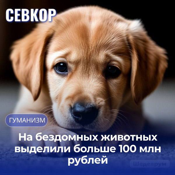 Правительство Севастополя потратит почти 114 млн рублей на приют для бездомных животных В ходе вчерашнего перераспределения бюджета Севастополя стало известно, что Правительство Севастополя планирует в этом году начать работу по созданию приюта для животных без владельцев. На эти цели, а также на отлов и стерилизацию планируется выделить 113,9 млн рублей. Стоит отметить, что в апреле этого года власти города сообщили «Севкору», что в городе рассматривается несколько возможных площадок для такого приюта. По словам представителей власти, когда вопрос будет решён, об этом сообщат официально. Читайте Севкор