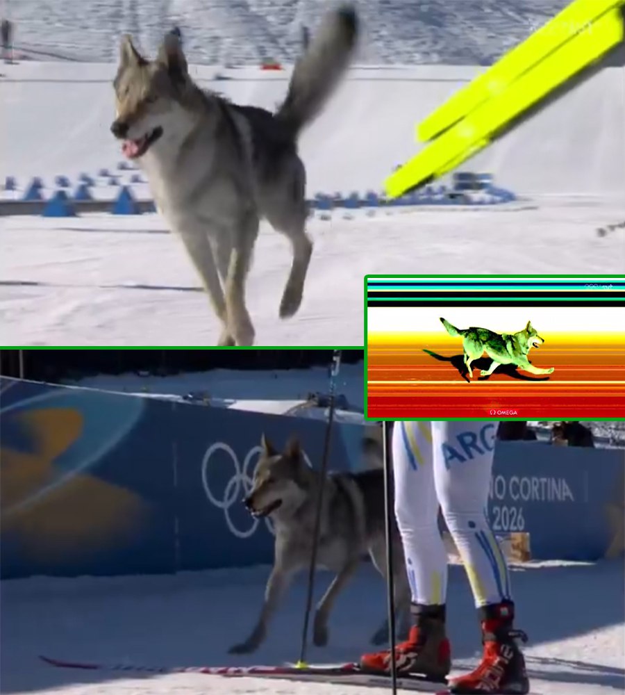 Собака выбежала на трассу во время квалификации командного спринта на Олимпиаде Песель появился на финишной прямой по ходу завершения дистанции хорватской спортсменкой Теной Хаджич Организаторы даже сделали фотофиниш собаки Ждем пушистого спортсмена в финале Подписывайтесь на РИА Новости Спорт в MAX