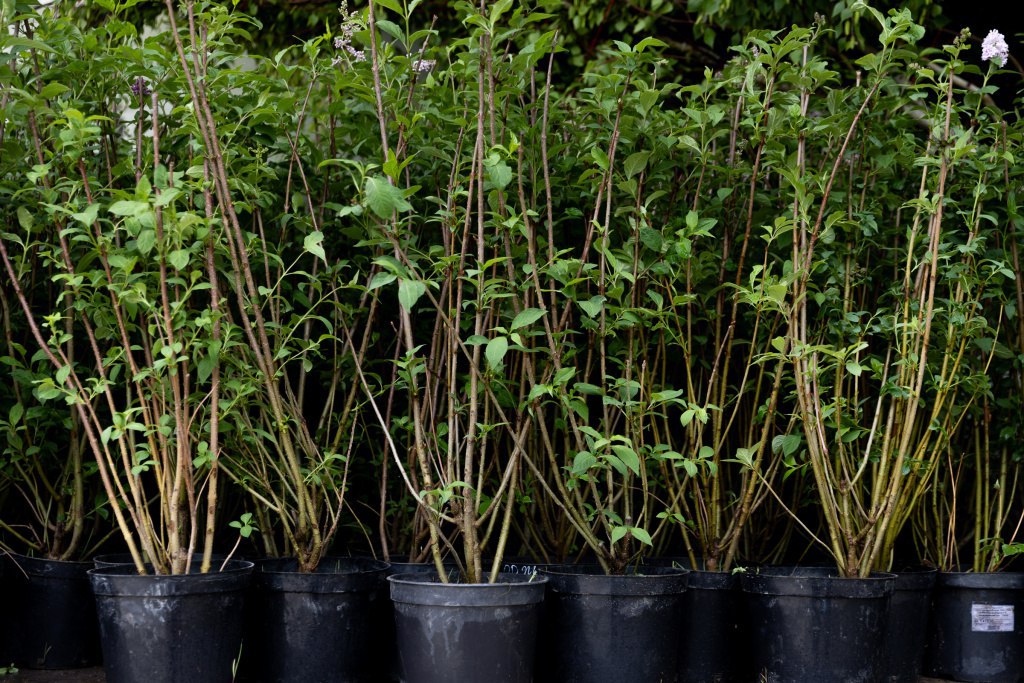 Более 8 тысяч деревьев и кустарников высадят во Владивостоке в 2026 году   Специалисты Зеленого Владивостока уже готовят проекты и эскизы озеленения для Снеговой Пади Патрокла Второй Речки и других районов города В пресс службе администрации подчеркнули что уже в мае в приморской столице расцветут 41 тысяча тюльпанов а клумбы украсят 260 тысяч бегоний петуний сальвий и канн Источник adm vl vmfareast