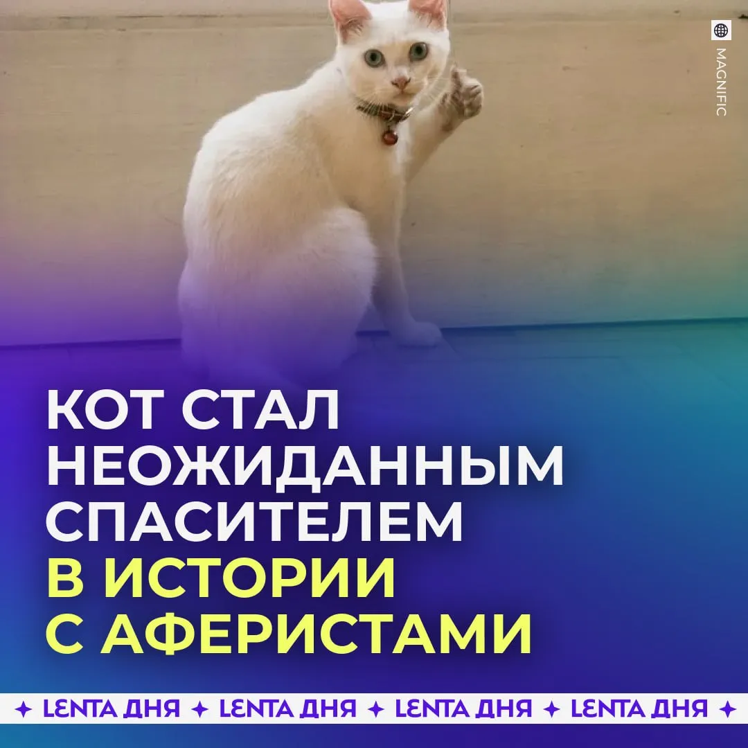 Кот случайно помог спасти хозяйку от мошенников В Курске сотрудница школы едва не стала жертвой телефонных аферистов и успела потерять крупную сумму денег следуя их указаниям Мошенники убеждали женщину переводить средства и даже продать автомобиль создавая всё больше давления и новых срочных задач Переломный момент произошёл когда ей понадобилось уехать к родственникам чтобы оставить своего кота Именно это и насторожило брата который понял что женщина находится под влиянием злоумышленников и отвёз её в полицию В итоге питомец стал тем самым поводом который помог остановить дальнейшие действия мошенников   заработал себе на корм Подпишись на Ленту дня в МАКС