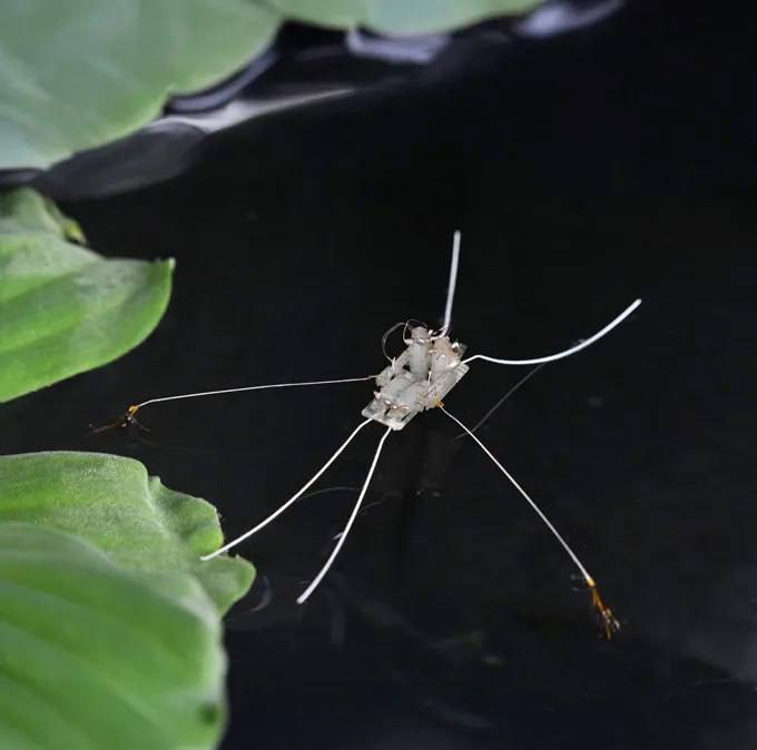 Американские ученые создали робоверсию водомерок которые умеют ходить по воде как настоящие водомерки и даже удерживаться на поверхности быстротекущих рек Ученые предположили что кроме уничтожения человечества роботы могут использоваться для мониторинга экообстановки