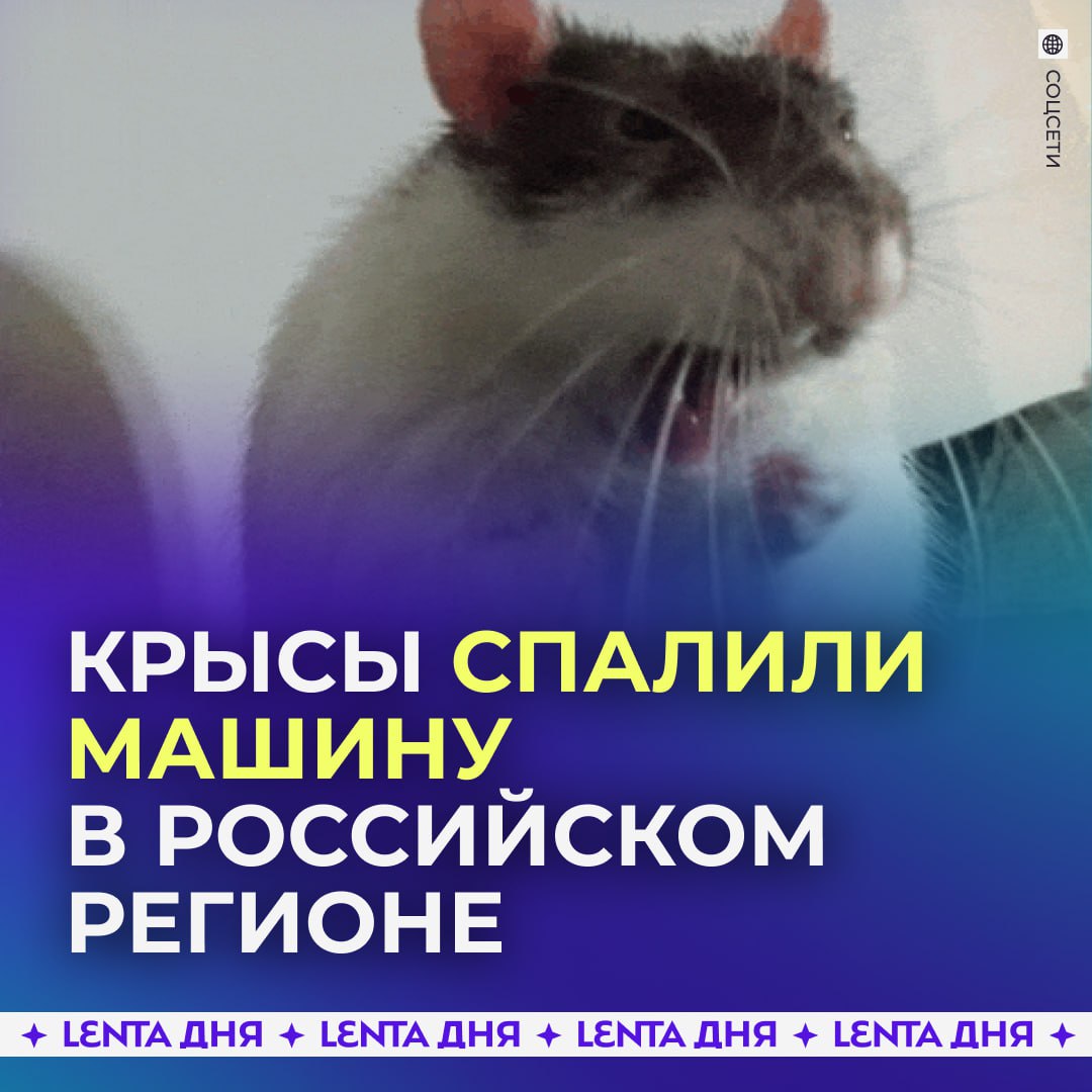 Крысы свили гнездо и устроили пожар В Магадане у хозяина автомобиля во время движения загорелся капот Мужчина остановился и вызвал пожарных Они всё потушили и начали искать причину Оказалось что мужчина долго не заглядывал под капот За это время грызуны успели устроить крысиное царство свить там гнездо из легковоспламеняющихся материалов которые и загорелись действительно крысы Подпишись на Ленту дня MAX ТГ Участвуй в розыгрыше