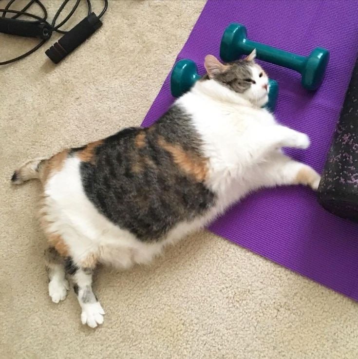 Обязательный дресс код в спортзалах хотят ввести в России девушкам запретят оголять животы ягодицы и носить полупрозрачные лосины Мера необходима для защиты семейных ценностей и детей от шока считают авторы инициативы За неприличный вид в фитнес клубах хотят наказывать по статье Мелкое хулиганство