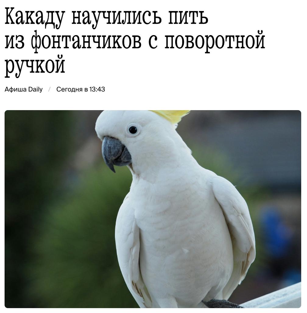 Мотивация развить какой-нибудь новый навык. В Сиднее большие желтохохлые какаду научились пить из уличных питьевых фонтанчиков! Учёные наблюдали за попугаями в трёх заповедниках и выяснили: за 44 дня птицы сделали более 500 попыток воспользоваться устройством, причём в 41% случаев у них получилось. Оказалось, что 70% местной популяции уже переняли эту привычку — скорее всего, обучаясь друг у друга. Любопытно, что какаду изобретательны: каждая птица по-своему взаимодействовала с механизмом, а потом совершенствовала технику на практике. По версии исследовательницы Барбары Кламп, какаду мог понравиться вкус чистой воды или сам процесс «добычи» — как головоломка. Также возможно, что с высоты фонтана удобнее следить за хищниками.