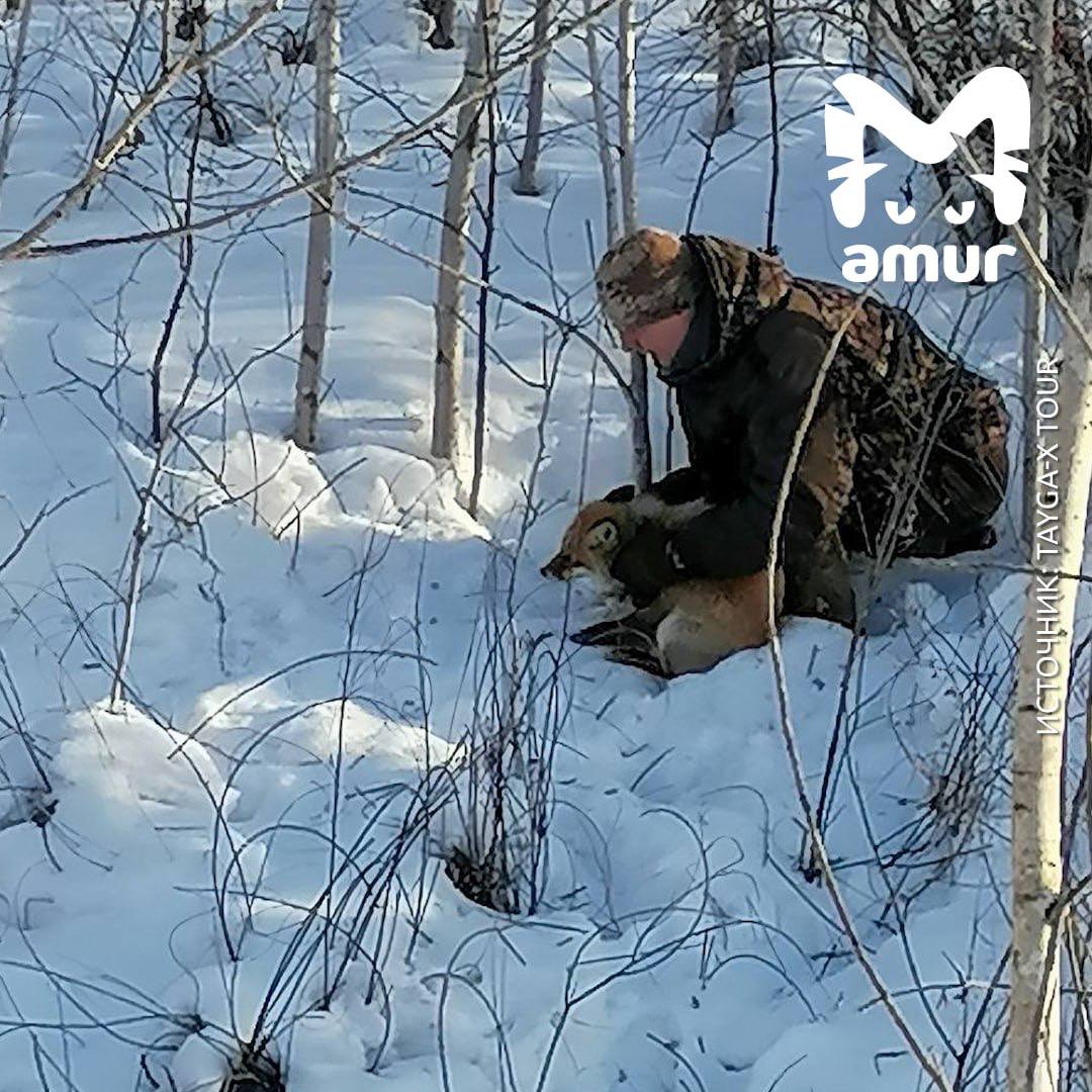 Добрый турист спас лису из ловушки под Благовещенском.   Василий шёл вместе с группой по лесу. На полпути заметил хищницу, угодившую в охотничью петлю. Без раздумий ринулся на помощь. Бедняжка сильно боялась, вырывалась. Мужчина одной рукой крепко держал её, а второй — пытался вызволить.   Получилось. На всё ушло около пяти минут. Сказать спасибо неравнодушному человеку рыжая забыла — сразу дала дёру и скрылась среди деревьев.