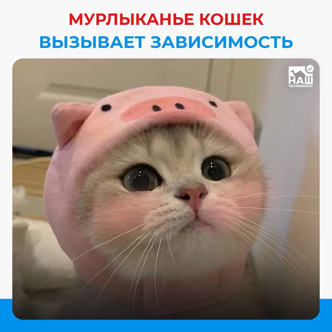 Коты у человека вызывают зависимость Ученые доказали что коты вызывают зависимость инициируя контакт для усиления привязанности Когда питомец трётся о вас или запрыгивает на колени это не просто милота а манипуляция Эти действия влияют на мозговую химию способствуя выработке окситоцина и формированию привычки уделять внимание питомцу Делитесь фото своих питомцев в комментариях Наш Челябинск новости без лапши Подпишись