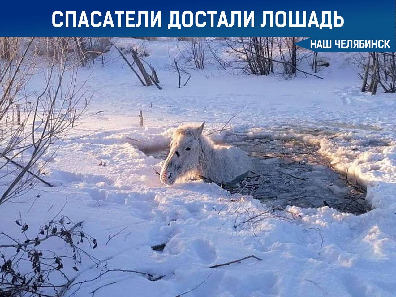 В Челябинской области спасатели помогли лошади, которая провалилась под лед на водохранилище «Попов брод».  Сигнал о помощи поступил от рыбаков. Спасатели прорубили лед, чтобы создать путь к берегу.   Десять человек вытащили окоченевшее животное на сушу, помогли его хозяину согреть лошадь, и вскоре она начала жевать сено и самостоятельно вернулась домой.