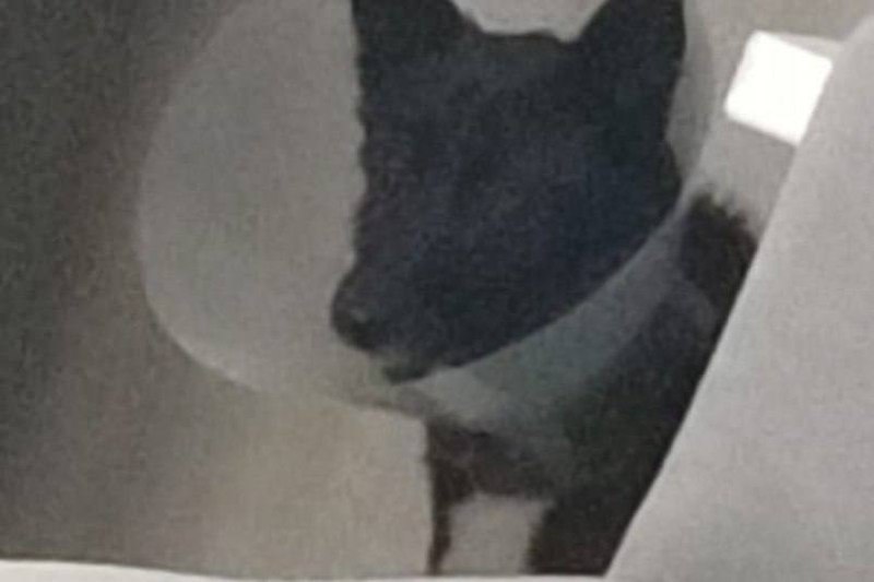 В Дальнегорске ищут двух мужчин которые жестоко избили собаку у гаражей В Дальнегорске полиция и прокуратура проверяют историю о жестоком обращении с собакой после того как в соцсетях появилось видео с избиением животного возле гаражного кооператива Правоохранители сообщили что установили публикацию во время мониторинга и начали проверку чтобы выяснить все детали произошедшего Двое мужчин атаковали собаку прошлой ночью и животное спасло только то что ошейник оказался не затянут пёс сумел вырваться и убежать При этом сообщений в полицию от граждан не поступало но надзорные органы взяли ситуацию под контроль Сейчас устанавливаются личности нападавших и проверяется подлинность информации РОЗЫГРЫШ СЕРТИФИКАТОВ Подписывайтесь на NEWSVL