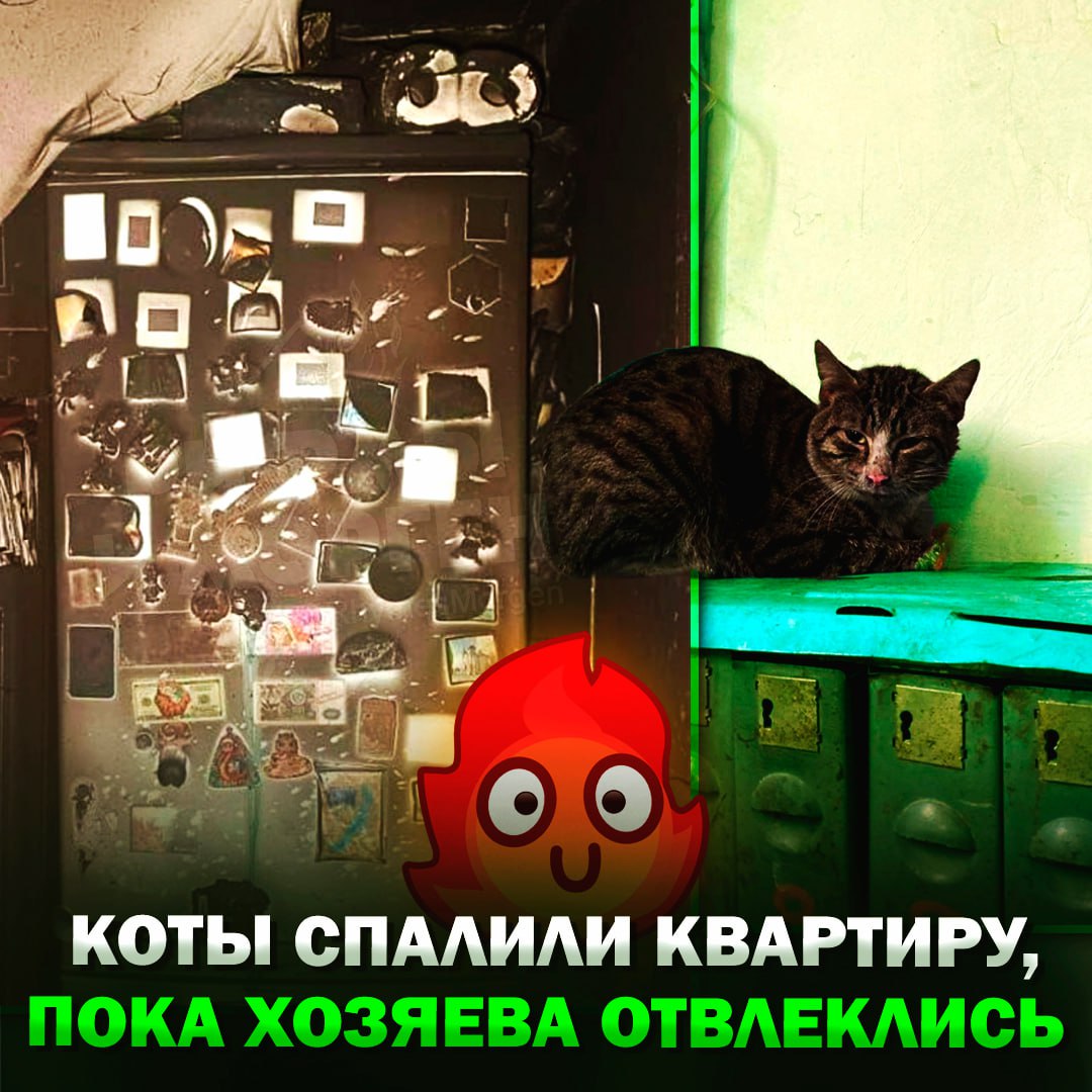 Коты сожгли квартиру, пока их хозяева отвлеклись!  Питомцы опрокинули кулер с водой, а та залила стоявший рядом удлинитель, из-за чего произошло короткое замыкание. Пожарные смогли вытащить из огня двух женщин и пять усатых пироманов.     — хорошо, что всё обошлось   — котов больше не заводим...    Рифмы и Морген