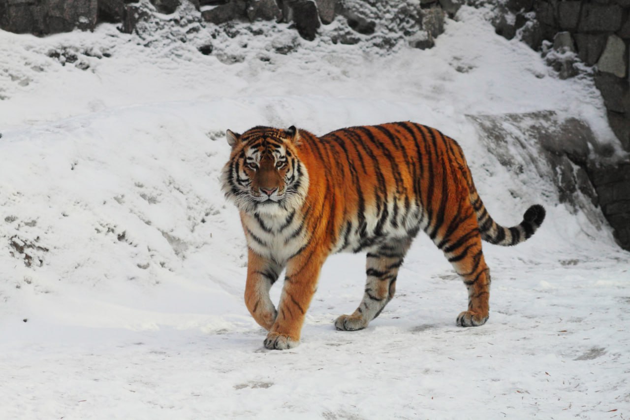 В Ленинградском зоопарке умер амурский тигр Амадей Хищник ушёл из жизни 22 февраля в возрасте 16 лет из за острой сердечно сосудистой недостаточности Осенью ему должно было исполниться 17 лет В зоопарке сообщили что из за возраста у тигра развились сопутствующие заболевания дистрофия печени и почек изменения в кишечнике Амадей регулярно получал терапию и находился под постоянным наблюдением ветеринаров Тигр попал в зоопарк годовалым котёнком Со временем он привык к киперам и стал одним из любимцев посетителей