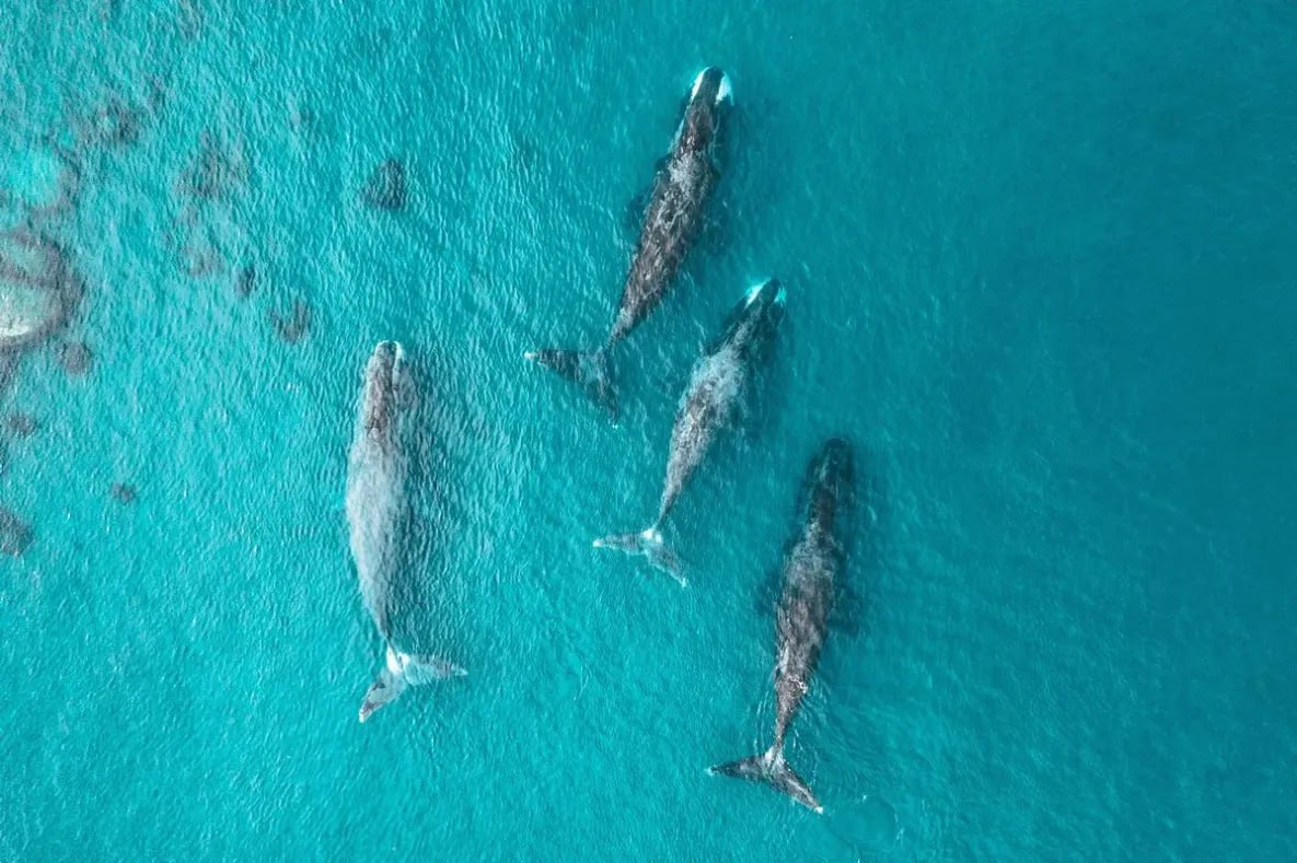 Учёные рассказали где в Хабаровском крае находится спа для китов 19 февраля во всём мире отмечают День морских млекопитающих В Хабаровском крае обитает более десяти видов этих животных Сотрудники Заповедного Приамурья рассказали об обитателях национального парка Шантарские острова гренландских китах Более десяти видов морских млекопитающих обитает в акватории национального парка Шантарские острова расположенного в Тугуро Чумиканском районе На берегах образуют лежбища тюлени ларга лахтаки морские зайцы сивучи нерпы В водах Охотского моря обитают белухи косатки разные виды китов финвалы горбатые серые японские гладкие малые полосатики гренландские Гренландские киты одни из самых долгоживущих млекопитающих на планете отдельные особи могут доживать до 200 и более лет Учёные определяют их возраст по слоям в ушных пробках аналогично тому как считают годичные кольца у деревьев Гренландский кит может достигать длины до 20 метров что сопоставимо с шестиэтажным домом и веса до 90 тонн При этом треть тела занимает голова Китовый ус тонкие но прочные роговые пластины длиной более четырёх метров помогают фильтровать планктон из воды Ежедневно кит может съедать до 1 8 тонн пищи Гренландские киты в Охотском море облюбовали Шантарские острова и бухту Врангеля Там они счёсывают старую кожу о гранитные валуны на дне это своего рода спа для морских гигантов Охотоморская популяция гренландских китов находится под угрозой исчезновения в ней насчитывается всего около 400 особей К сокращению численности привели многовековой китобойный промысел и современные угрозы попадание в рыболовные сети разливы нефти изменения климата Популяция внесена в Красную книгу России Между тем киты самые чуткие индикаторы состояния морских систем планеты и важное звено в цепях питания Мирового океана Поэтому сокращение численности китов и других морских животных ведет к нарушению биологического равновесия в морских экосистемах todaykhv