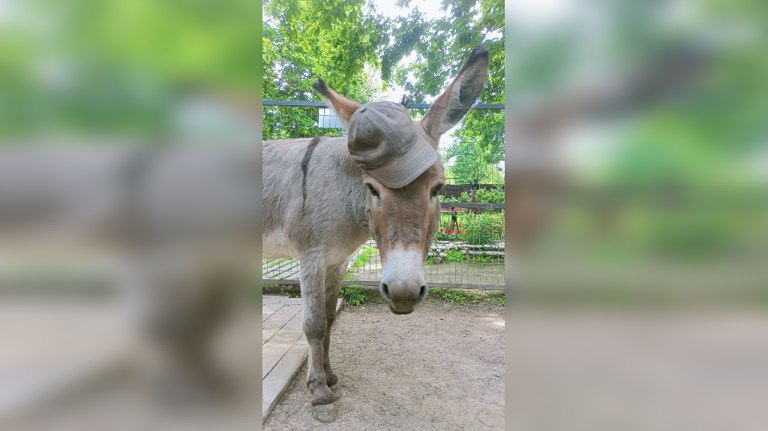 Брянский зоопарк поделился историей дружбы осликов Моисея и Октябрины guberniya tv obshhestvo 320611 Зоопарк приглашает всех гостей понаблюдать за этими удивительными животными ƃℾ подписаться прислать новость