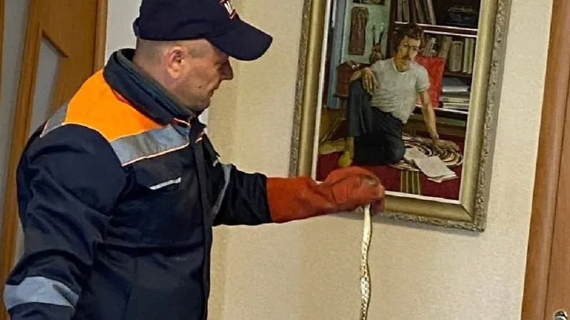 Спасатели извлекли змею из дома пенсионерки в Слободзеи В Слободзее спасатели провели операцию по отлову змеи проникшей в дом местной жительницы Инцидент произошёл накануне змея проникла в жилище пенсионерки и спряталась под мебелью испуганная женщина обратилась за помощью Сотрудники аварийно спасательной службы оперативно прибыли на место поймали змею и вывезли её в безопасную зону вдали от жилых домов В результате происшествия никто не пострадал Подпишись на primulinmd