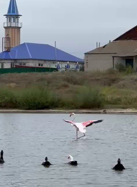 В Петровском районе впервые увидели розового фламинго В Петровском районе Саратовской области впервые заметили экзотическую птицу розового фламинго Необычную птицу увидели на пруду в селе Новая Усть Уза Правда местные утки оказались не очень довольны появлению такого гостя и пытались прогнать Глава района Максим Калядин заявил что это уникальный случай за сто лет такое было лишь трижды Подробнее читайте на сайте Четвертой Власти
