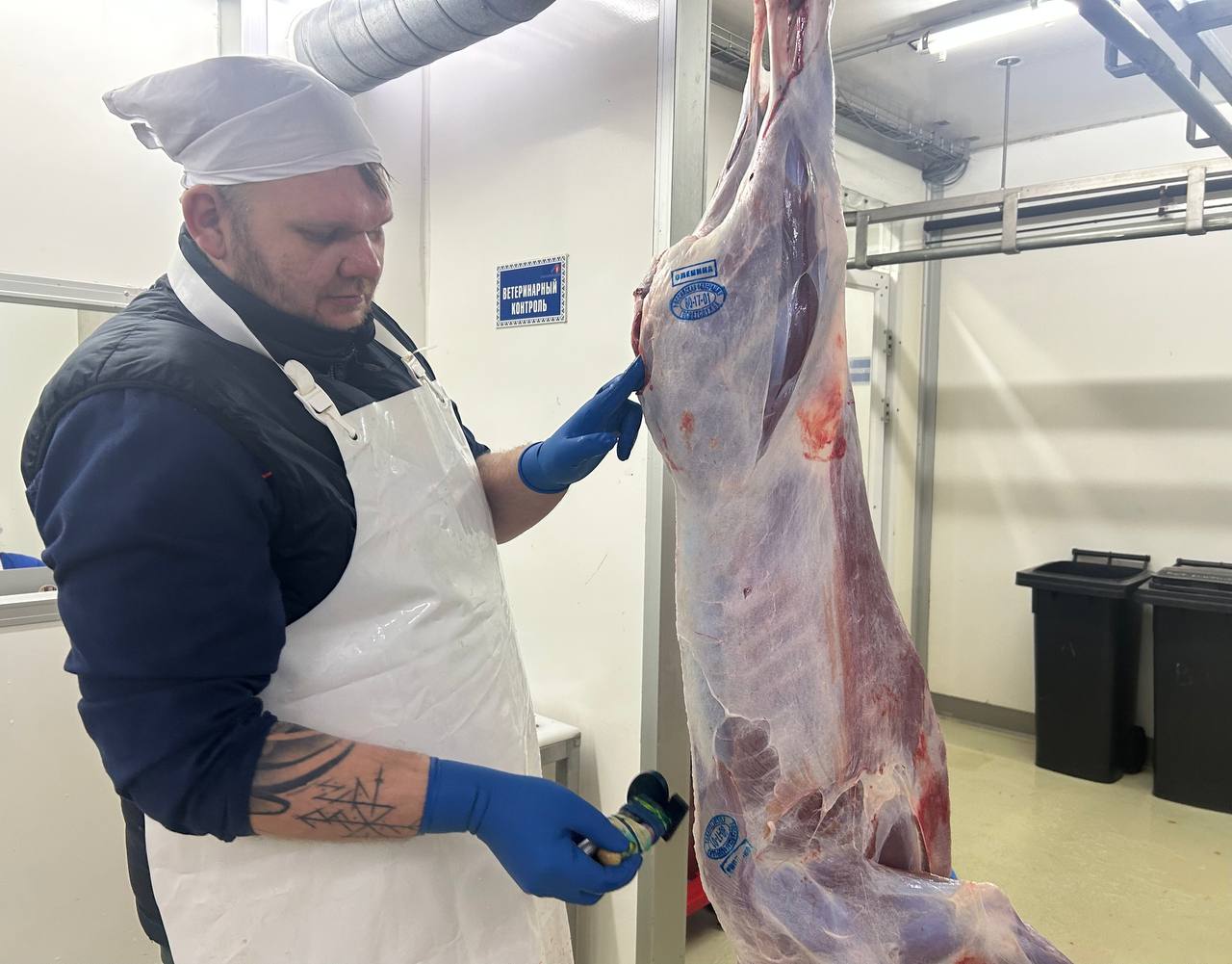 На Ямале идёт основной этап убойной кампании Она проходит на 18 специально оборудованных пунктах площадках Ежегодно на ямальских предприятиях работают более 50 ветеринарных специалистов они обеспечивают контроль качества и безопасность продукции на всех этапах Сейчас работают два убойно холодильных комплекса в Приуральском районе на фактории Паюта и в Белоярске И два в Ямальском районе в фактории Юрибей и в Яр Сале Готовятся в Тазовском районе Радует состояние оленей в этом сезоне упитанность очень хорошая рассказывает Владислав Мулявин и о руководителя ГБУ Окружной центр ветеринарии Все процессы от подгона животных до выработки продукции проходят в строгом соответствии с ветеринарными требованиями К убою допускаются только клинически здоровые животные прошедшие обязательные ветеринарные обработки маркирование и учёт На производимую продукцию и сырьё оформляются ветеринарные сопроводительные документы Все этапы абсолютно прозрачны для потребителей За 2024 год проведена ветеринарно санитарная экспертиза 84 047 туш северных оленей это на 14 больше результата 2023 года Более 90 туш допущено в свободную реализацию 1 категория Служба ветеринарии ЯНАО Подписаться