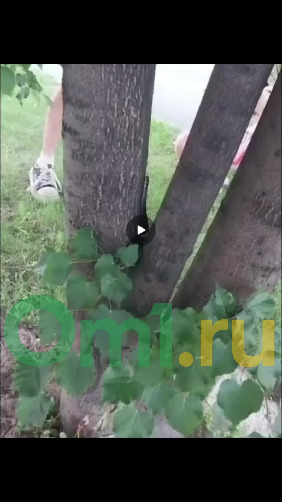 Чёрные змеи замечены на детской площадке в Новосибирске