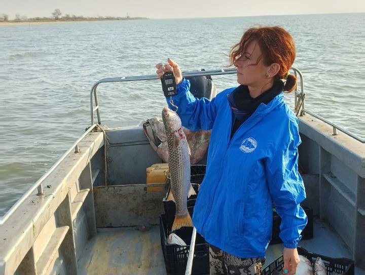 В Азовском море возрождается один из главных промысловых видов рыбы Азовское море ожидает увеличение популяции пиленгаса Это позволит виду вновь занять лидирующие позиции в рыболовстве региона Об этом сообщает пресс служба Азово Черноморского филиала ВНИРО После периода спада вызванного чрезмерным выловом и снижением солености вод пиленгас демонстрирует уверенное восстановление Недавние полевые исследования проведенные в Приморско Ахтарском и Славянском районах подтверждают прогнозы ученых В уловах ставных неводов преобладал пиленгас причем особи достигали внушительных размеров от 42 до 70 см в длину и весом до 4 5 кг В прилове также встречались такие ценные виды как русский осетр судак и камбала сказано в сообщении Южная служба новостей