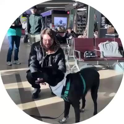 Собаки эмоциональной поддержки вновь в аэропорту Красноярск