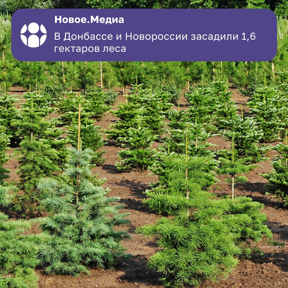 За два года в Донбассе и Новороссии было высажено свыше 1,6 гектаров леса.   Свыше 1,6 тысячи гектаров леса было высажено в ДНР, ЛНР, Запорожской и Херсонской областях с момента воссоединения с Россией. Об этом сообщили в Министерстве природных ресурсов и экологии Российской Федерации.  «В Донбассе и Новороссии за два года было высажено 1 607 гектар леса», — отметили в Минприроды.  Основными породами саженцев стали сосна крымская, сосна обыкновенная, акация белая и ясень зеленый.    Новое.Медиа в ДНР