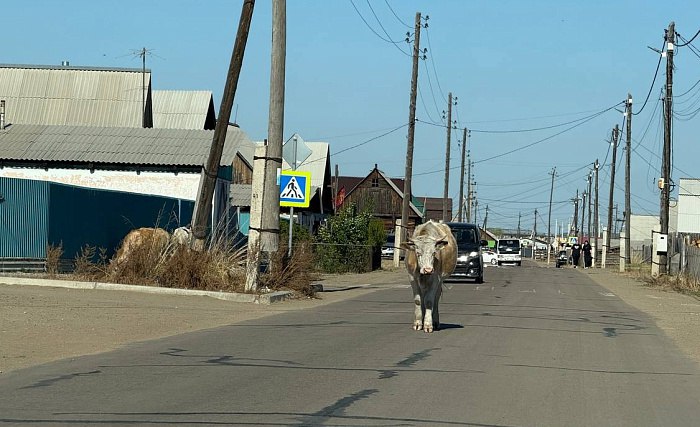 В Бурятии из за постоянных ДТП с конями и коровами хотят ввести обязательное чипирование Коров не водителей а вы что подумали Поправки в законодательство по обязательному чипированию крупнорогатого скота и лошадей поручил проработать глава Бурятии Алексей Цыденов сообщает Восток Телеинформ со ссылкой на правительство региона Такое обязательство для владельцев КРС планируется ввести в связи с ростом дорожно транспортных происшествий с участием крупных сельхозживотных Кони и КРС должны пройти обязательное чипирование Если скот будет находиться на самовыгуле без чипа он будет изыматься без права возвращения обратно владельцу Минсельхозпрод Бурятии прошу отработать совместно с Народным Хуралом данную инициативу и представить в ближайшее время подчеркнул Цыденов Новости Бурятии