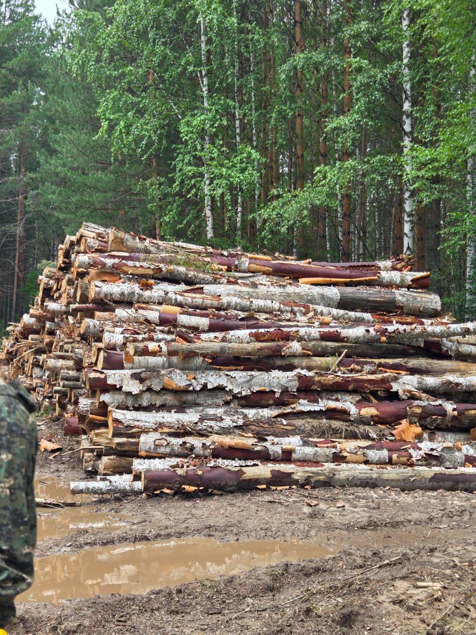 Томская природоохранная прокуратура проверила, как лесозаготовители возмещают ущерб природе. Оказалось, что в Верхнекетском районе из-за сплошной вырубки леса уничтожили среду обитания животных на площади больше 1 тысячи гектаров. Специалисты подсчитали ущерб — он составил более 2,8 млн рублей.  Суд по иску прокуратуры взыскал эту сумму с компании, которая арендовала лесной участок. Теперь ведомство следит, чтобы решение суда исполнили.    Подписаться   Прислать нам новость