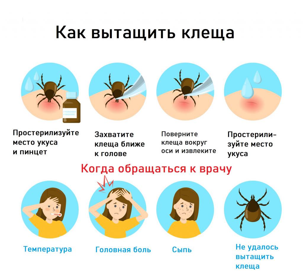 Более 266 тысяч человек обратились в больницы из-за укусов клещей, сообщили в Роспотребнадзоре Больше всего случаев в Свердловской, Кировской, Кемеровской, Челябинской, Томской областях, Пермском крае и Удмуртии. Если нашли на себе клеща, его нужно аккуратно удалить пинцетом, обработать место укуса антисептиком и обязательно обратиться к врачу, взяв клеща на анализ. Наш второй канал РУПОСТ 18+ Подписывайтесь.