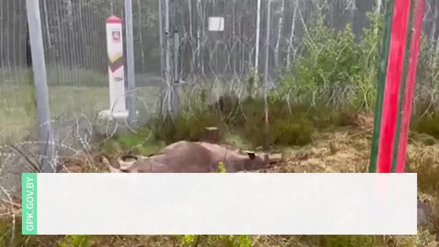 На границе с Литвой найден павший лось, ставший 53-й жертвой колючего заграждения