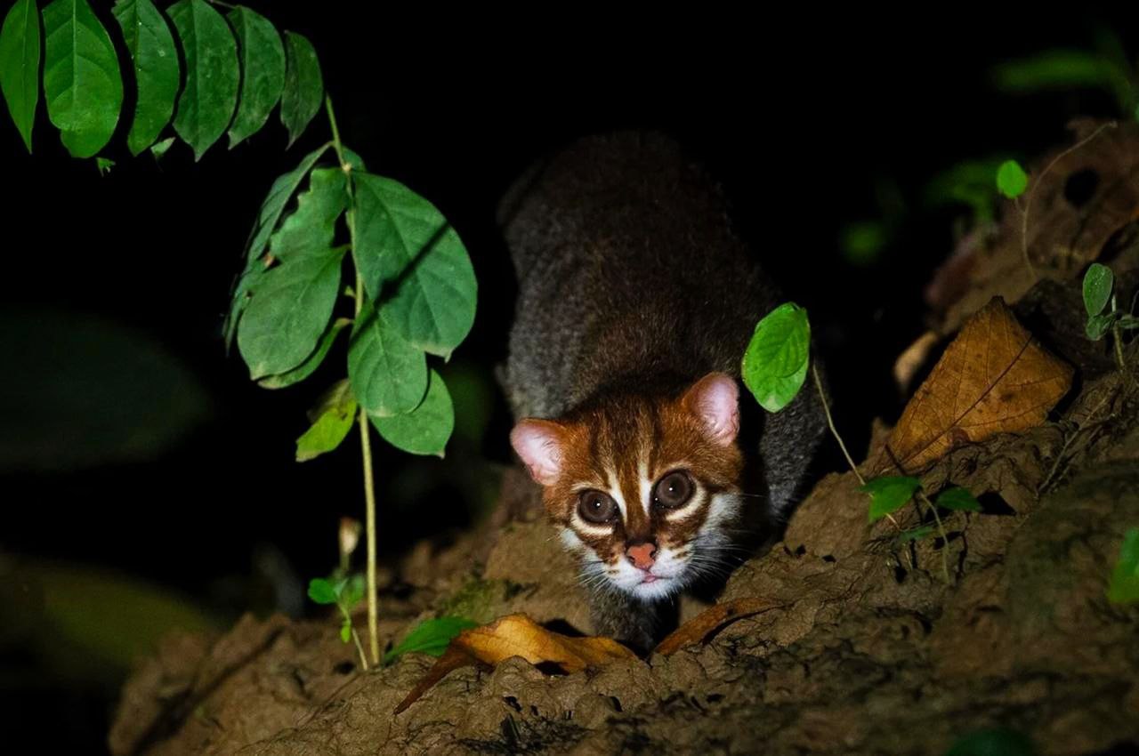 Интересное из сети Редчайшую плоскоголовую кошку обнаружили в Таиланде впервые за 30 лет Это одни из самых уязвимых диких кошек в мире В природе осталось всего около 2500 взрослых особей Животные по размеру сопоставимы с домашней кошкой и отличаются характерными круглыми близко посаженными глазами Телеграм typical stv
