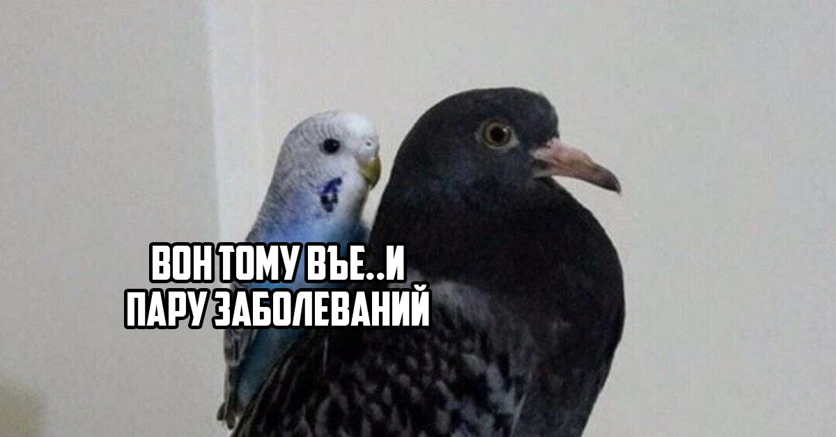 Уличные голуби могут переносить до 90 инфекций, из которых не менее десяти опасны для человека, включая орнитоз, сальмонеллёз, грибковые заболевания и паразитов.   Опасность представляют и перья с помётом, способные вызвать аллергию, астму и кожные реакции. Ветеринары советуют не кормить птиц с рук, избегать их скоплений у дома и после контакта тщательно мыть руки.