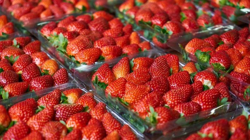 Из-за заморозков в России сорван сезон клубники и черешни Весенние заморозки пришлись как раз на сезон цветения черешни, абрикосов и персиков. Досталось и клубнике, которую правильно называть — земляника садовая. Об этом руководитель проекта «Ягодная академия» Ирина Козий рассказала «Парламентской газете».