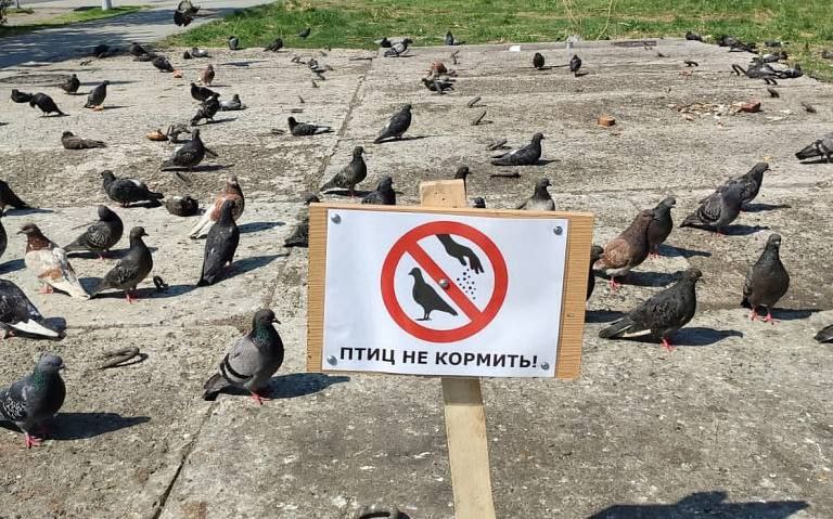 За кормление голубей у дома можно получить штраф до 400 тысяч рублей В комитете Госдумы по ЖКХ напомнили что кормление птиц у жилых домов признаётся нарушением если создаёт санитарно эпидемиологическую угрозу Штраф для граждан составит 2 3 тысячи рублей для юрлиц до 400 тысяч