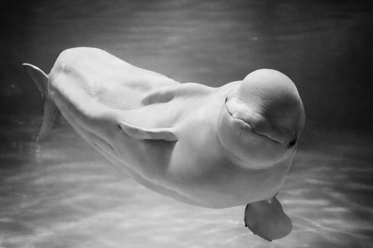 В Москвариуме умерла 35 летняя белуха Понка