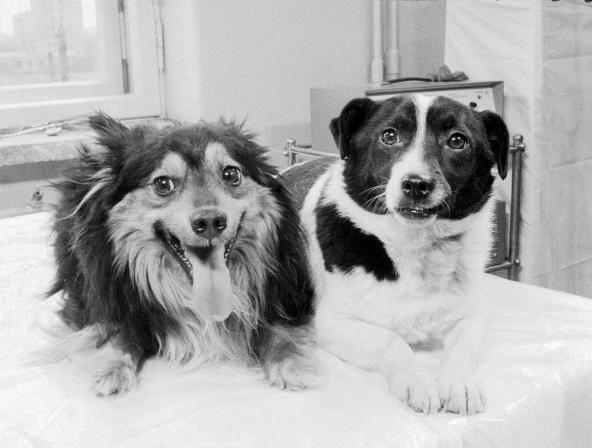 Шестьдесят лет назад 22 февраля 1966 года с 31 й площадки космодрома Байконур в космос на биологическом спутнике Космос 110 отправились беспородные собаки Ветерок и Уголек Они установили рекорд проведя на орбите 22 дня Это достижение по продолжительности полета было побито только спустя пять лет когда советские космонавты провели на борту станции Салют 24 дня Однако среди собак длительность полета Ветерка и Уголька до настоящих дней остается рекордной Подробнее о том как 60 лет назад собаки Ветерок и Уголек покорили космос читайте на странице ИМБП ВКонтакте   vk com imbp ru w wall 84925927 2228