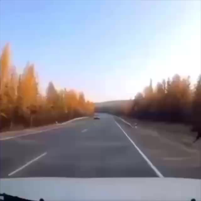 Лось избежал столкновения с автомобилем на трассе в ЯНАО