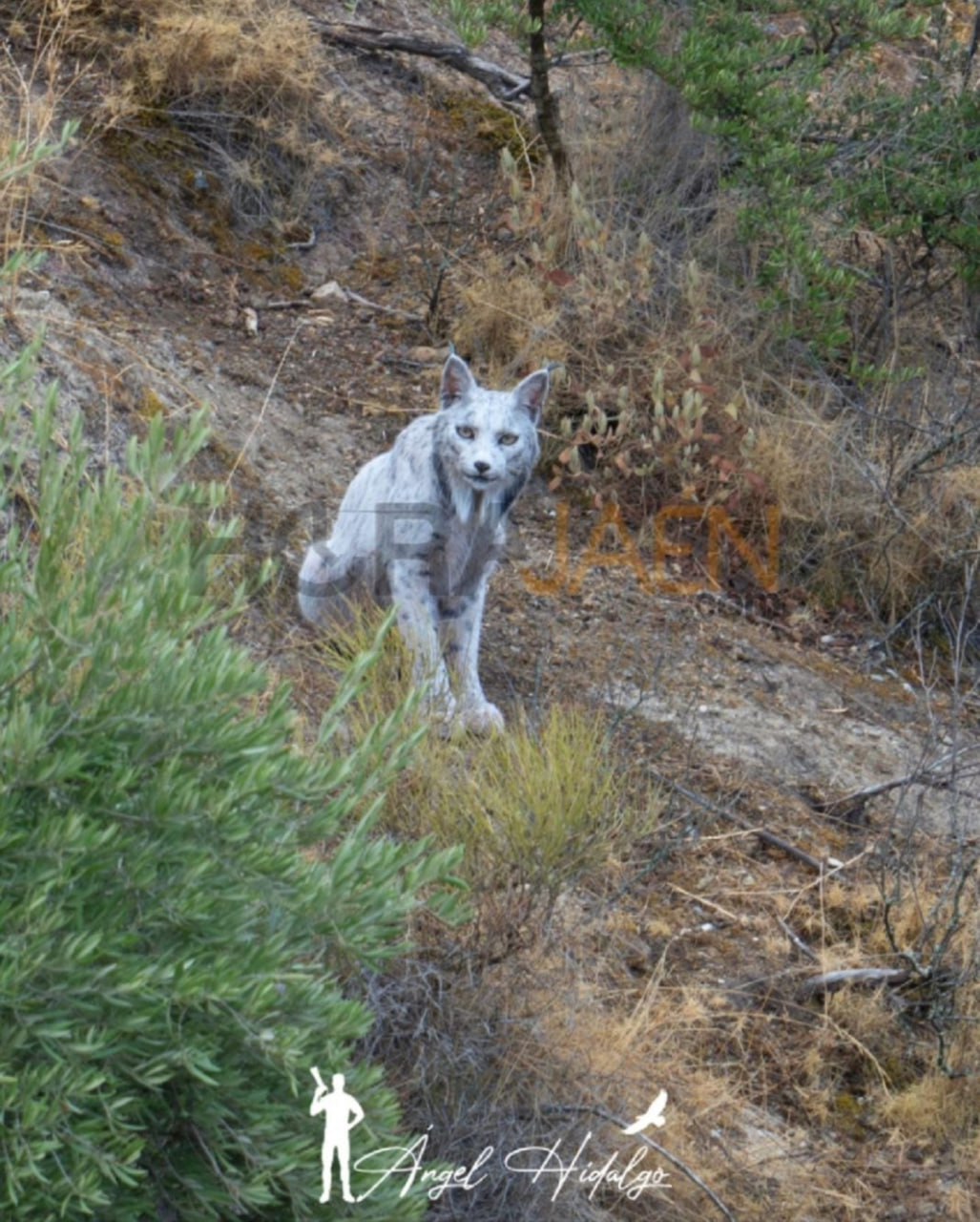 В Андалусии впервые засняли редчайшую светлую иберийскую рысь 29 летний фотограф из Хаэна Ángel Hidalgo запечатлел первую в истории иберийскую рысь с лейкизмом редким генетическим явлением при котором мех животного становится светлым но не белым как у альбиносов Редкую рысь он снял 22 октября в горах Хаэна но точное место не раскрывают чтобы защитить животное Специалисты проекта Lince Ibérico подтвердили это первый задокументированный случай лейкизма у рыси в Испании и возможно во всём мире Испания Природа Андалусия