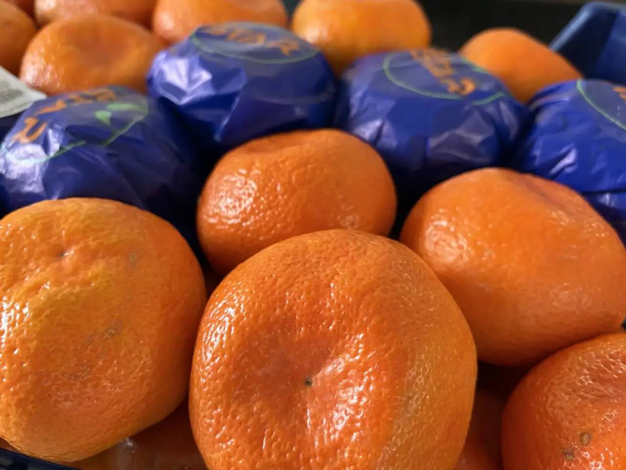 Россельхознадзор не допустил ввоз в Краснодарский край 24 5 тонны мандаринов с карантинным вредителем 13 января 2026 года специалисты Южного межрегионального управления Россельхознадзора на территории пункта пропуска Новороссийский морской порт провели фитосанитарный контроль партии мандаринов поступивших из Турции Общий вес груза составил 24 5 т В ходе лабораторных исследований выполненных по отобранным образцам был выявлен карантинный вредный организм средиземноморская плодовая муха Ceratitis capitata Наличие вредителя подтверждено заключением карантинной экспертизы проведённой Новороссийским филиалом ФГБУ Центр оценки качества и сертификации агропромышленного комплекса ФГБУ ЦОК АПК Согласно действующему законодательству продукция заражённая карантинными организмами не может быть допущена к свободному обороту на территории России без проведения обязательных карантинных мероприятий В данном случае собственники партии выбрали путь обеззараживания цитрусовые фрукты были подвергнуты обработке разрешёнными к применению препаратами ЮМУ Россельхознадзора в МАХ