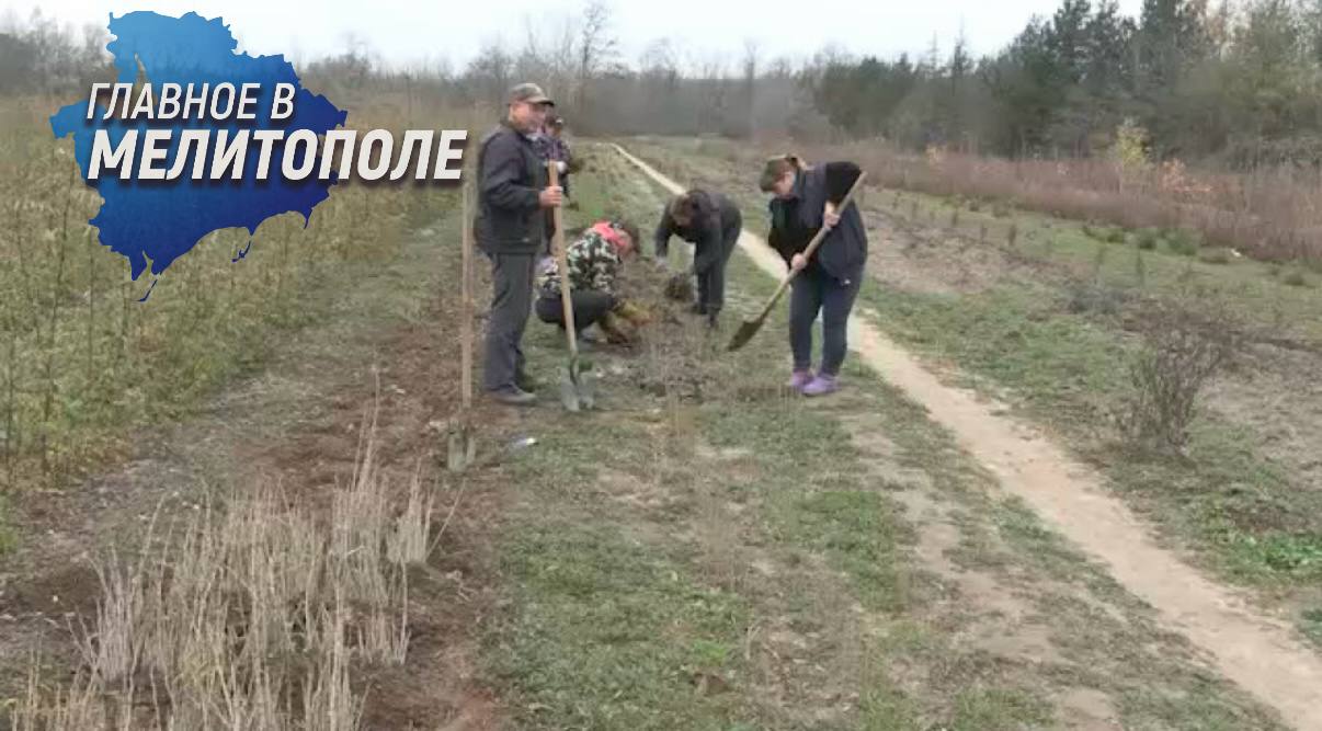 В Запорожской области началась осенняя посадка лесов В Запорожской области стартовала масштабная осенняя кампания по лесовосстановлению На территории региона планируется высадить более полумиллиона деревьев и кустарников на площади 190 гектаров включая создание новых лесных насаждений на 150 гектарах Мелитопольский лесхоз где традиционно выращивают посадочный материал уже начал работы по подготовке саженцев С помощью специализированной техники работники выкапывают подросшие сеянцы для последующей посадки на постоянные места
