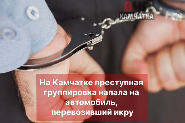 В октябре прошлого года шестеро мужчин решили напасть на грузовой автомобиль, в котором перевозилась нелегальная икра из п. Ключи в г. Петропавловск-Камчатский.  Преступники следили за машиной, и, когда водитель и его сын решили остановиться на ночлег, напали на них, избили, связали, а затем, угрожая пистолетом и ножом, заставили выгрузить содержимое рефрижератора объемом почти 2,5 тонн в два других автомобиля.  Нападавшие перевезли икру в заранее оборудованное ими место хранения, где она была изъята правоохранителями. Как стало известно "ЧП Камчатка", среднерыночная стоимость похищенного составила почти 12 млн рублей.  Преступление раскрыто и расследовано при оперативном сопровождении регионального УФСБ.  Уголовное дело в суд