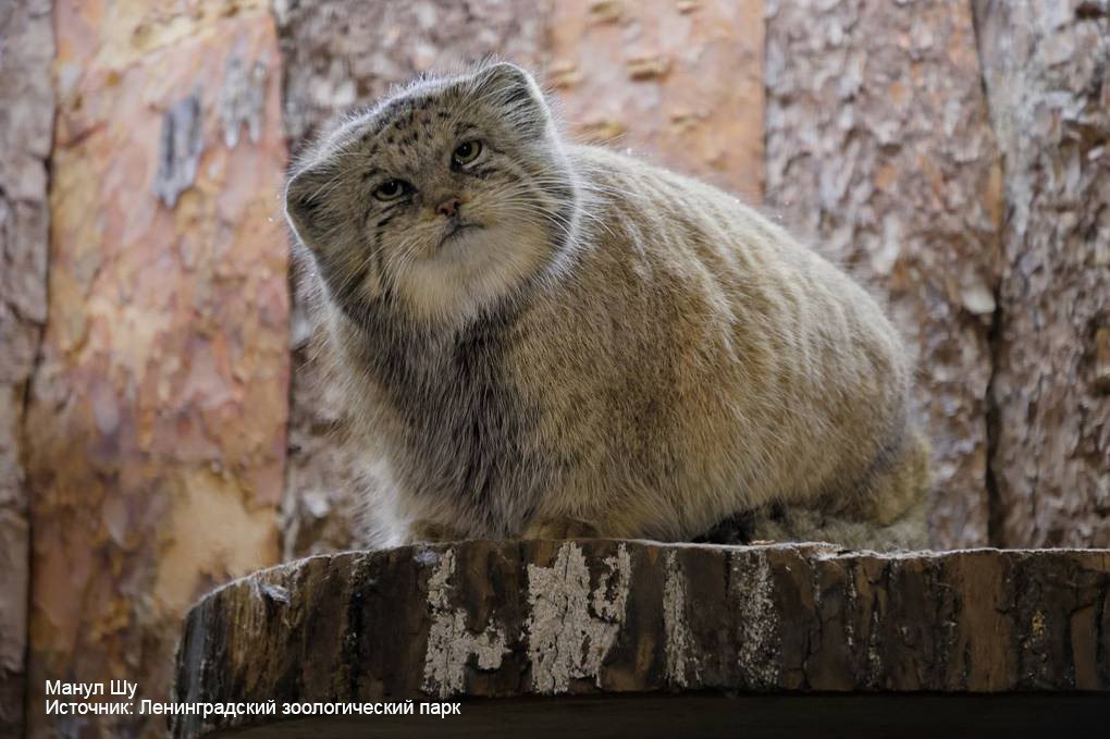 Манул Шу из Ленинградского зоопарка закончил зажировку Еще в конце ноября он весил 6 8 кг Подписаться