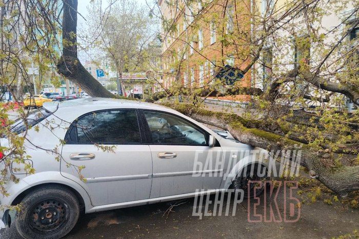 На Хохрякова дерево рухнуло на автомобиль Сегодня, 5 мая, в Екатеринбурге на Хохрякова дерево рухнуло на легковушку. Фото опубликовал телеграм-канал «Бандитский Центр». — Большое дерево, предварительно, упало на рядом припаркованные машины рядом с Jo Wu Ramen Bar. Массивные ветки повредили капот машины и перегородили дорогу пешеходам, — уточняет тг-канал «Свет.Екатеринбург». Напомним, несмотря на дождливый день, уже с завтрашнего дня в Свердловской области обещают возвращение по-настоящему жарких дней. По прогнозам синоптиков, завтра обещают до +25 градусов.