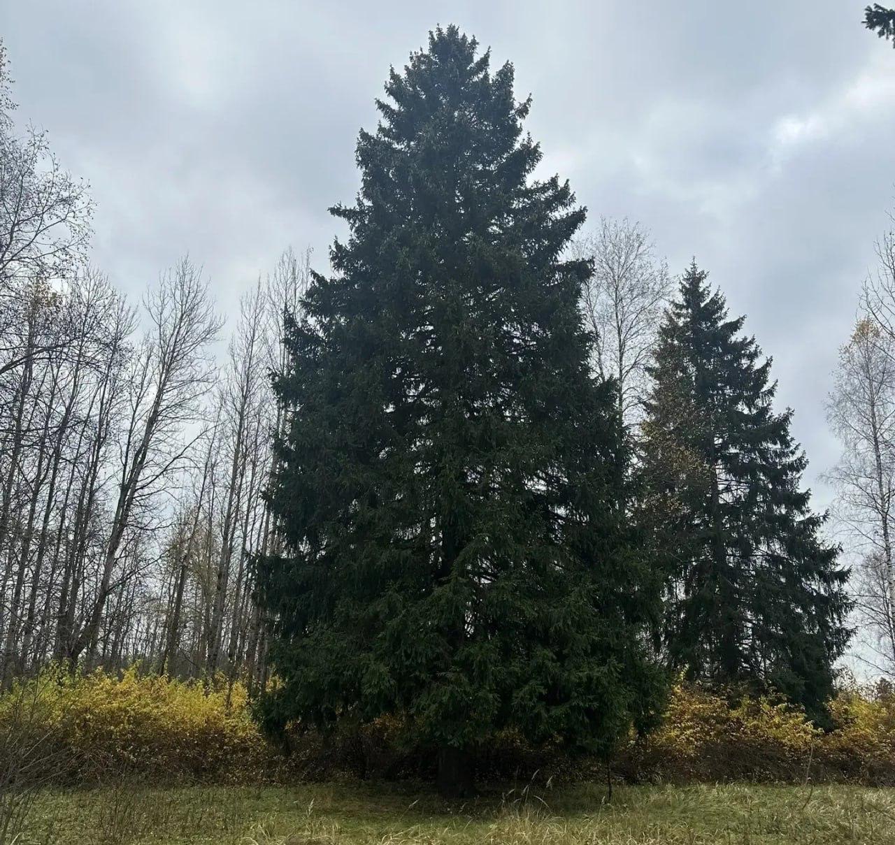 Главную новогоднюю елку России выбрали в Рузском округе Московской области Ее высота 26 м обхват ствола 64 см а размах нижних ветвей 11 м Подпишись на Агентство Москва Мы в МАХ