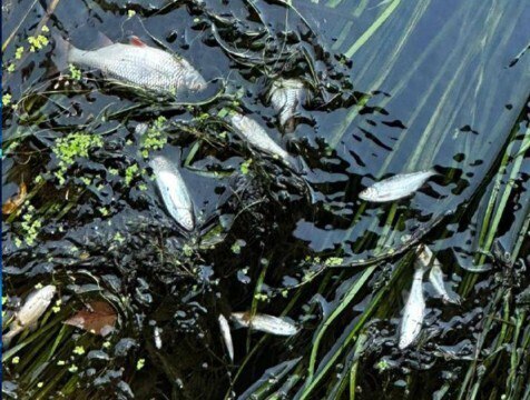 В Ферзиковском районе возбуждено уголовное дело после гибели рыбы в пруду В пруду деревни Устиновки Ферзиковского района погибло более 2,6 тысячи особей карася. Природоохранная прокуратура провела проверку и возбудила уголовное дело.