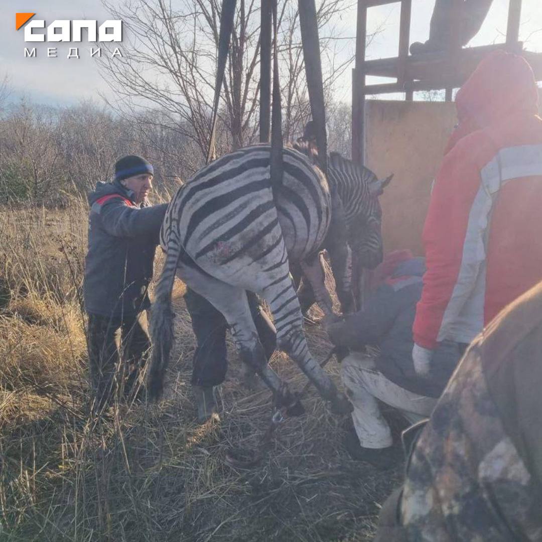 Сотрудники старооскольского зоопарка поймали сбежавшую во время пожара зебру   Пламя вспыхнуло в ангаре, где находились «полосатые лошадки». Шестеро из них погибли, а одной удалось сбежать.  Ее нашли сотрудники зоопарка — зебра не успела далеко ускакать. У животного незначительные травмы — в основном, ссадины.     Парнокопытное уже осмотрели ветеринары, опасности для здоровья животного нет.