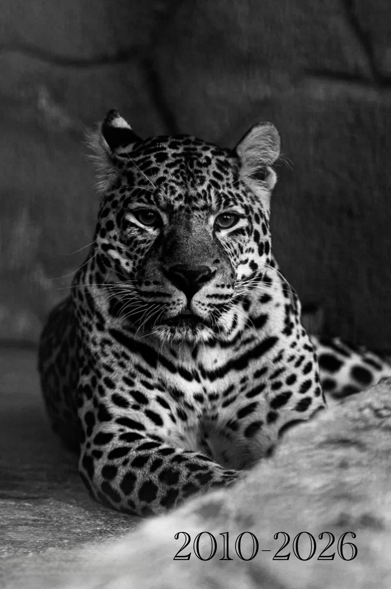 Печальные новости из челябинского зоопарка Скончался леопард Амир Ему было 16 лет он родился в Челябинске где и прожил всю жизнь