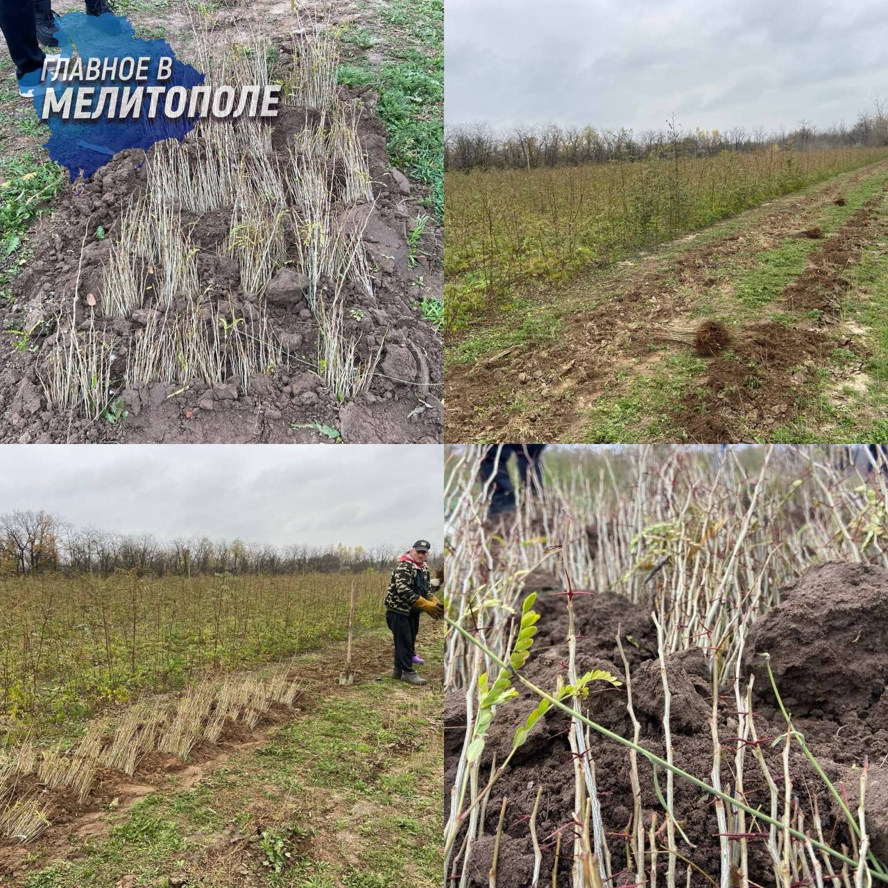В Запорожской области выращивают более 1 5 млн саженцев для восстановления лесов ГАУ ЗО Мелитопольский лесхоз активно ведет работы по восстановлению лесных ресурсов региона В питомнике учреждения выращено свыше 1 5 миллиона сеянцев и саженцев дуба акации ясеня клена и других ценных пород подготовленных к осенней высадке Осенью 2025 года в области планируется высадить новые леса на площади 154 5 гектаров Всего в текущем году будет высажено более полумиллиона деревьев и кустарников на территории свыше 189 гектаров в рамках федерального проекта Сохранение лесов нацпроекта Экологическое благополучие
