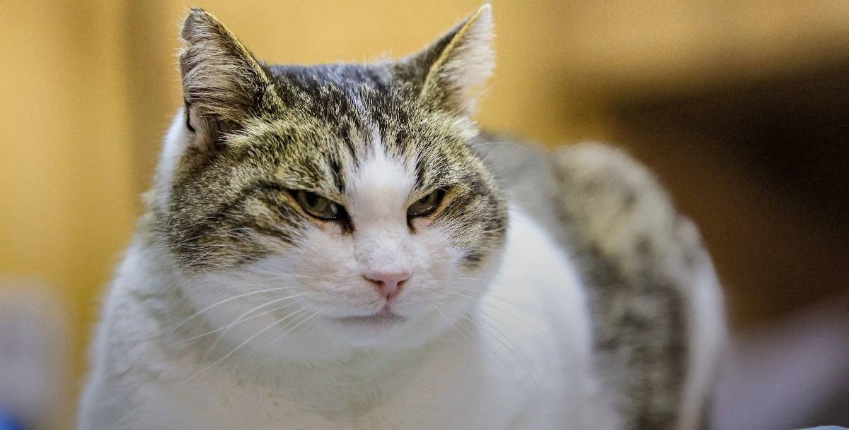 Спасённая у Ласточкиного гнезда кошка Муся полностью восстановилась Сброшенную с обрыва кошку приютила ялтинский ветеринар Светлана Власенко По ее словам сейчас с Мусей уже все хорошо Напомним в феврале 24 летний уроженец Санкт Петербурга сбросил ее со смотровой площадки на скалы Кошка каким то образом выбралась на берег в штормовую погоду и двое суток оставалась на скалах пока её не обнаружили спасатели Животное спасли кошка осталась жить у ветеринарного врача Мужчину задержали Кубанские Новости   Мы в MAX